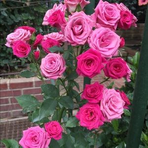 Meet your Posher, Aysen